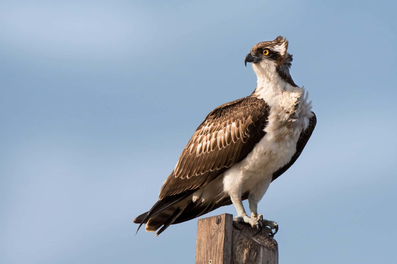 Falco pescatore, aquila migratrice che vive nelle paludi e nei laghi