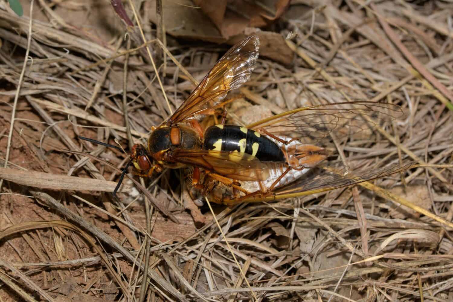 Vista dall'alto di una vespa killer della cicala orientale che trascina una cicala sul terreno