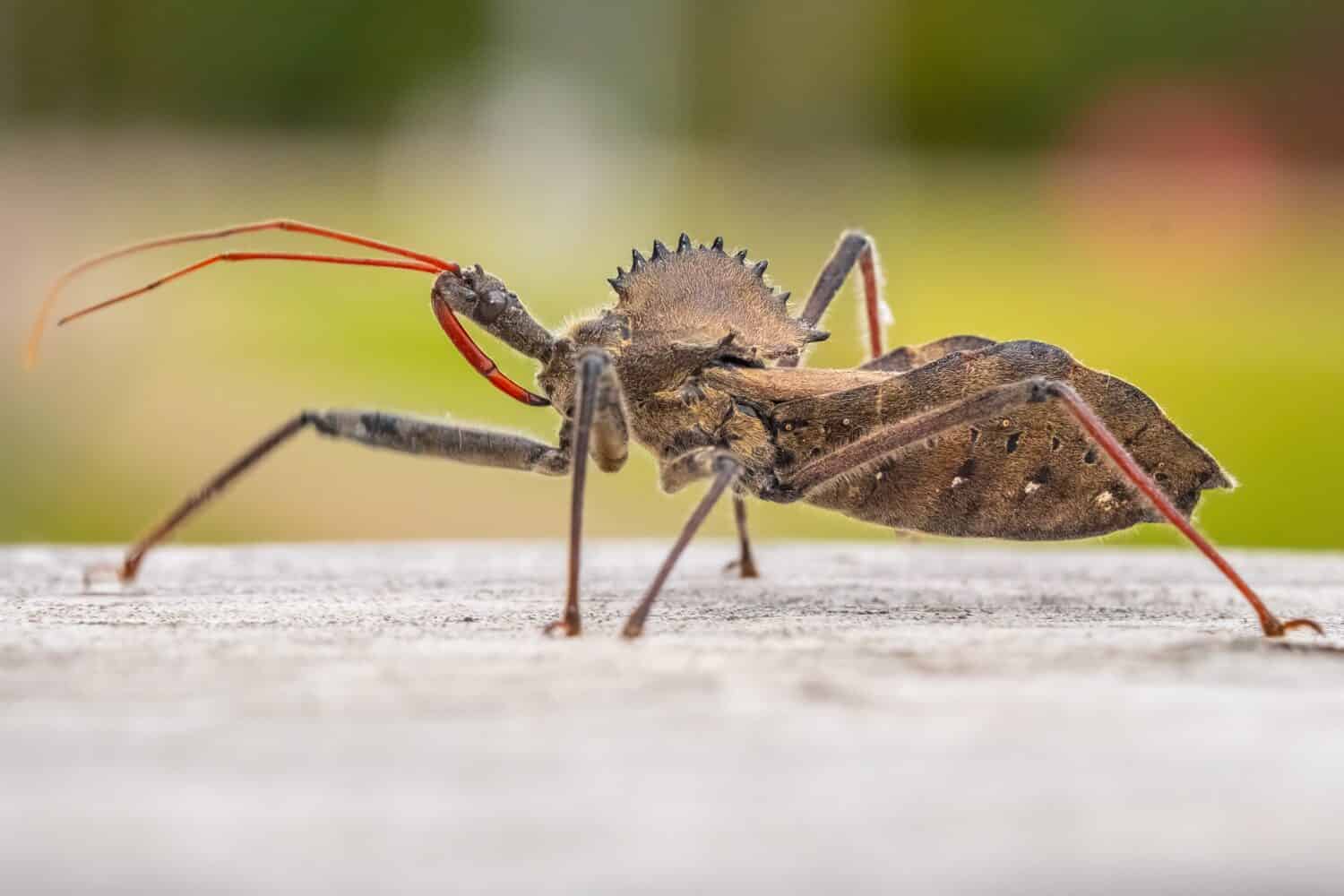 Una vista di profilo in primo piano di un Wheel Bug (Arilus cristatus), una specie di insetti assassini.  Raleigh, Carolina del Nord.