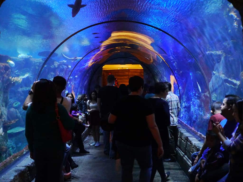 Acquario della barriera corallina dello squalo a Mandalay Bay