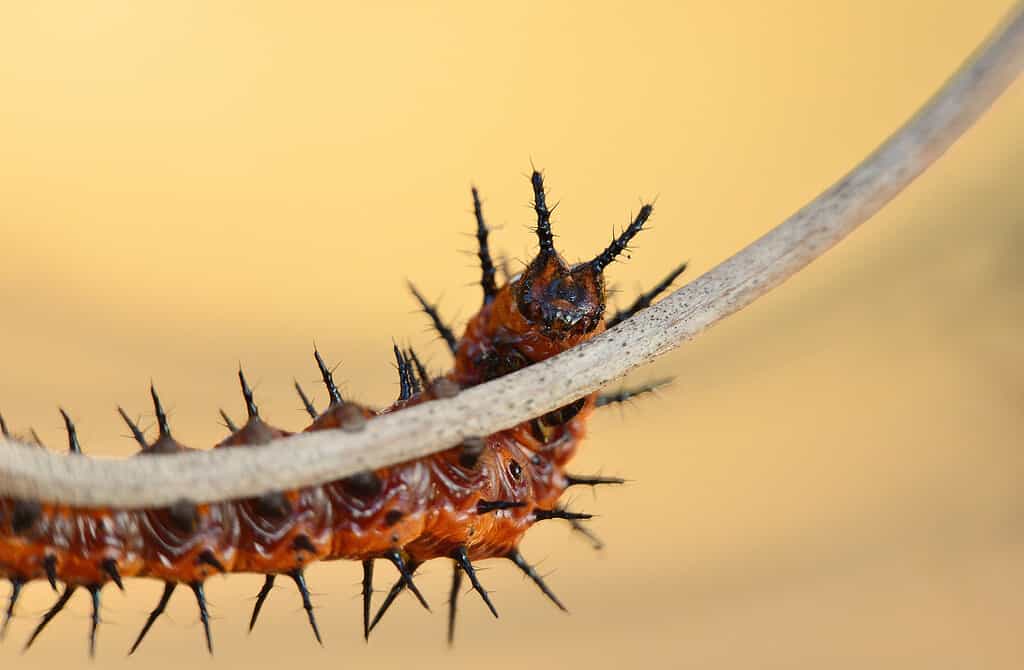 Altalena del bruco della Fritillary del Golfo Macro