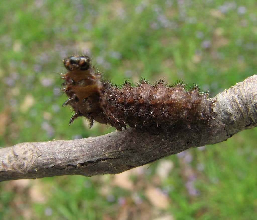 Bruco della mezzaluna di perla (Phyciodes tharos)