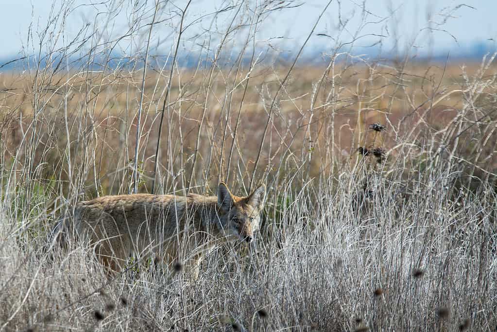 I coyote sono animali subdoli