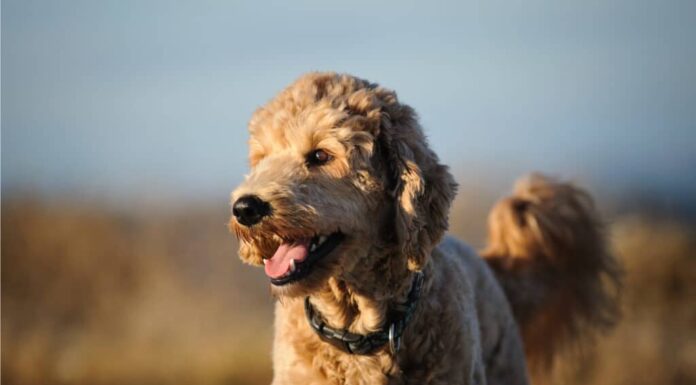 goldendoodle