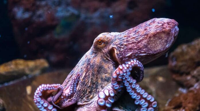 Un polipo rosa con ventose bianche, cornice centrale, nel suo habitat oceanico.