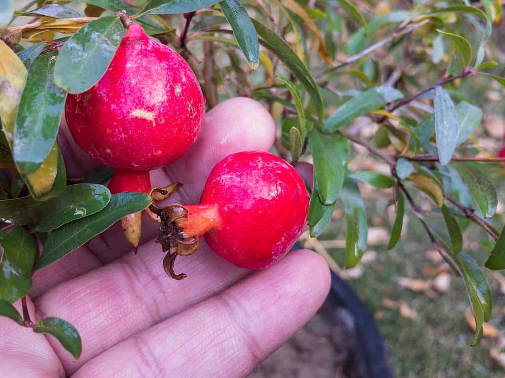 Frutta fresca del melograno nano sull'albero