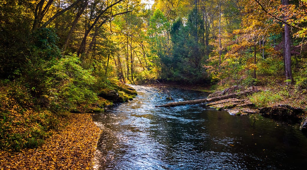 Colore dell'inizio dell'autunno lungo il fiume Gunpowder nel Gunpowder Falls State Park, nel Maryland.