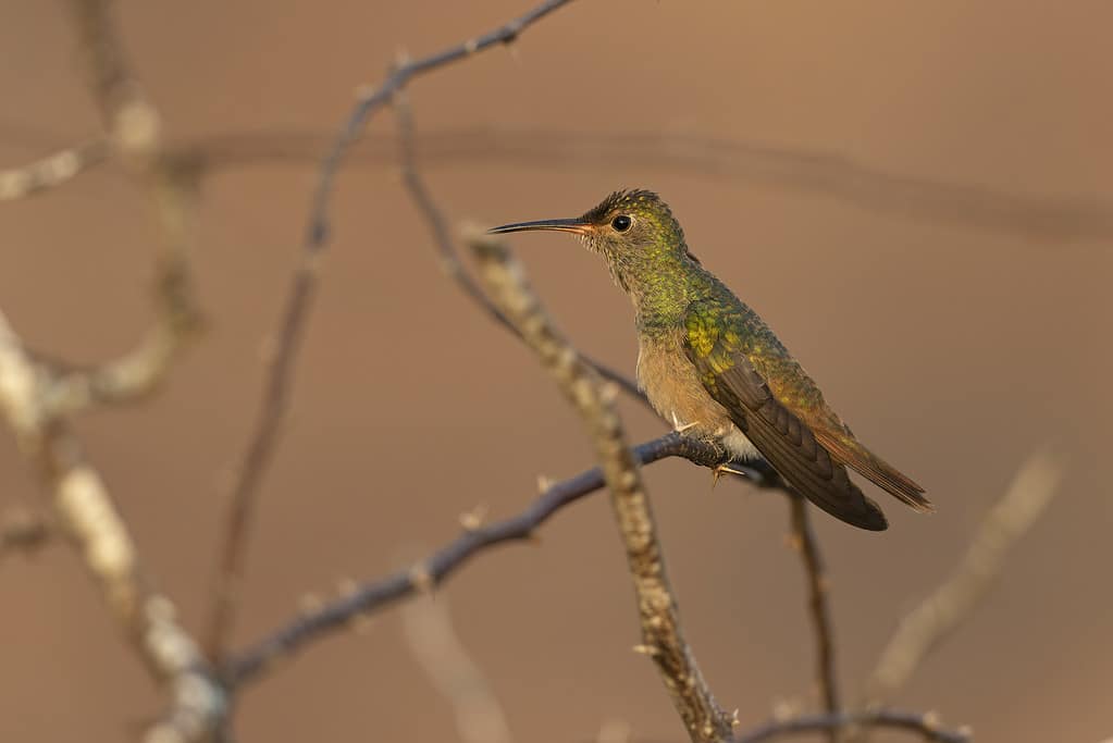 Un colibrì dal ventre buffo (Amazilia yucatanensis) appollaiato su un ramo appoggiato.