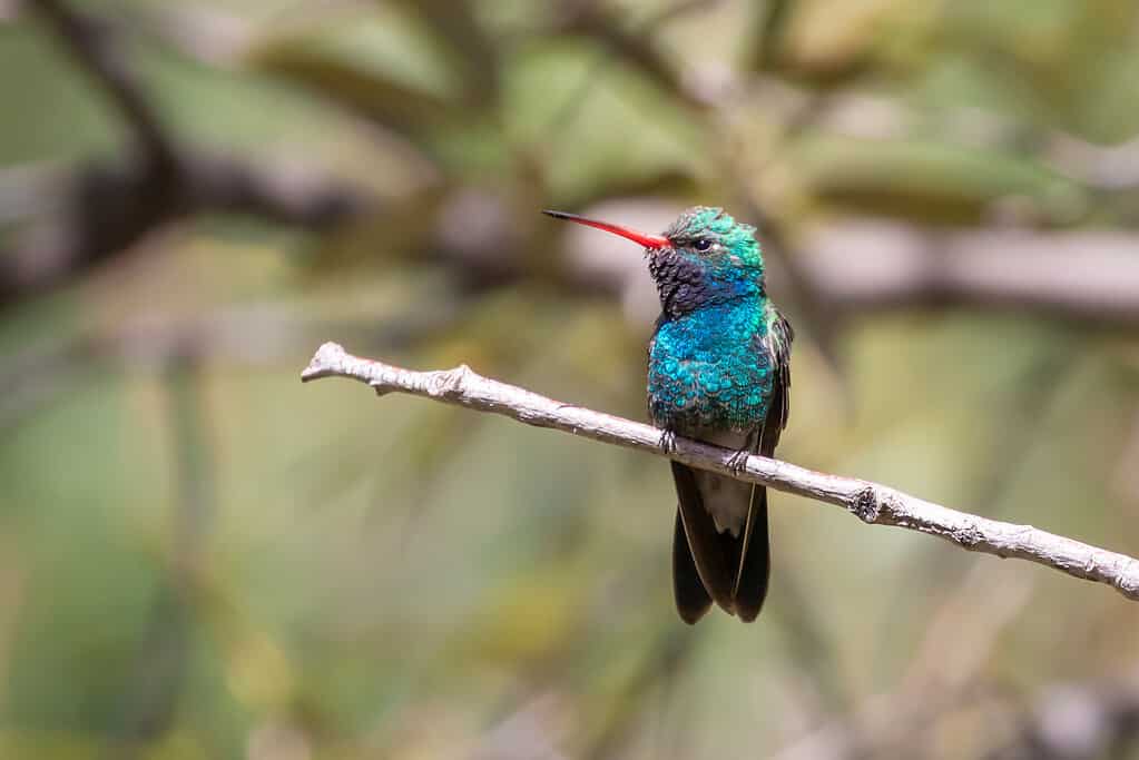 colibrì dal becco largo
