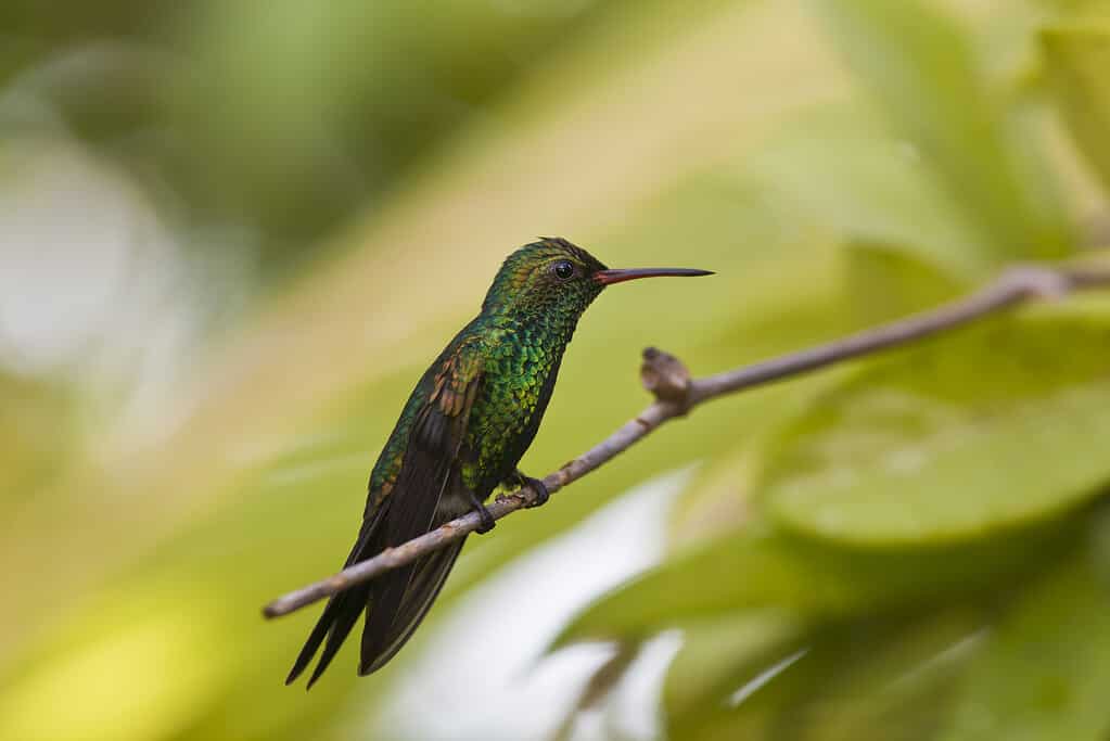Colibrì mango dal petto verde (Anthracothorax prevostii).