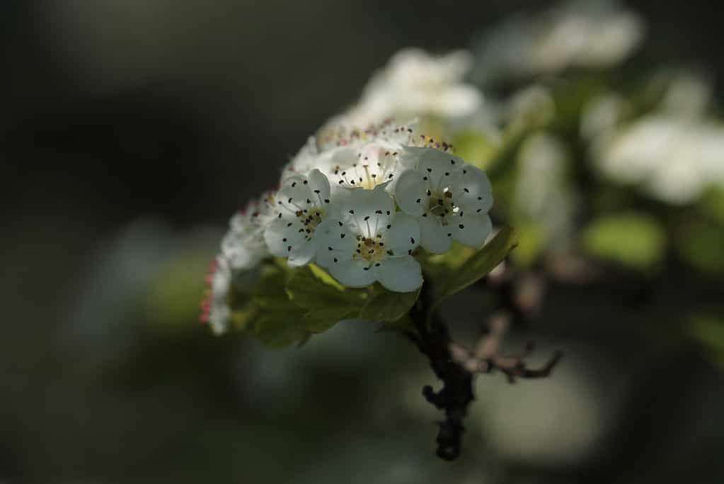 Crataegus puntata