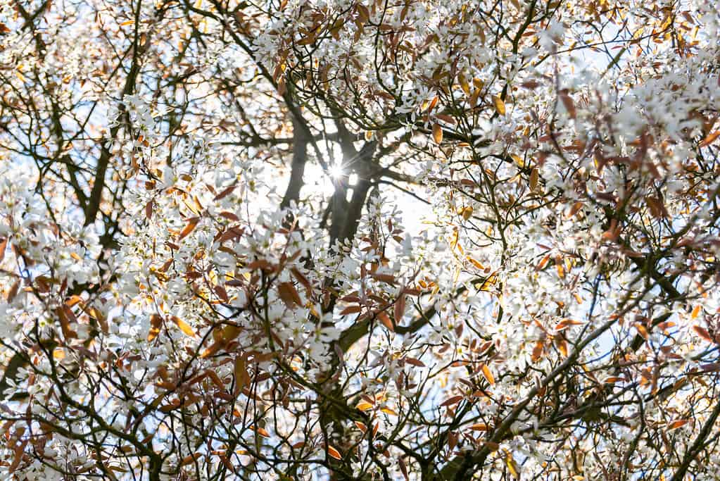 Colpo del primo piano dei fiori bianchi del serviceberry di Allegheny su uno sfondo sfocato