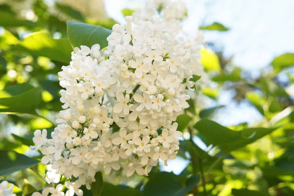 Fiori bianchi di seta avorio albero giapponese lilla o syringa reticulata