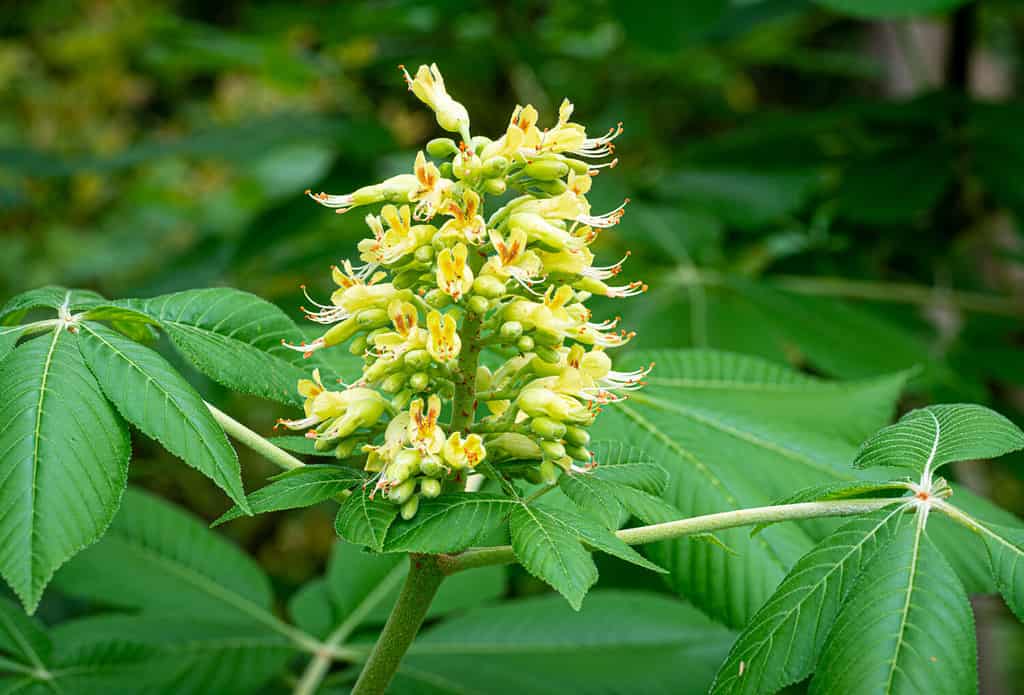 Pannocchia floreale dell'albero di Buckeye dell'Ohio (Aesculus glabra), originario degli stati del Midwest.