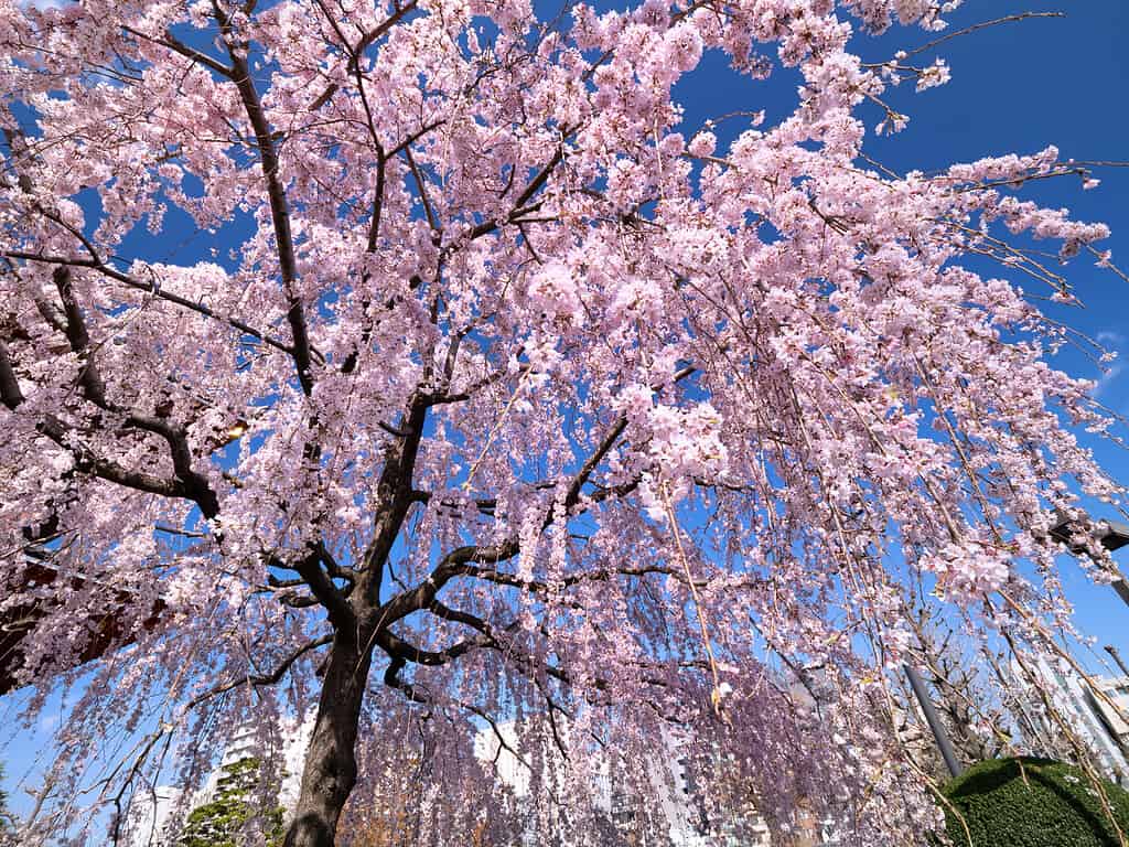 Fiori di ciliegio piangenti in piena fioritura contro il cielo azzurro