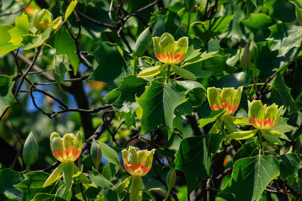 Albero dei tulipani in fiore (Liriodendron Tulipifera, Tulip Tree, American Tulip Tree, Tuliptree) in uno dei parchi della città.