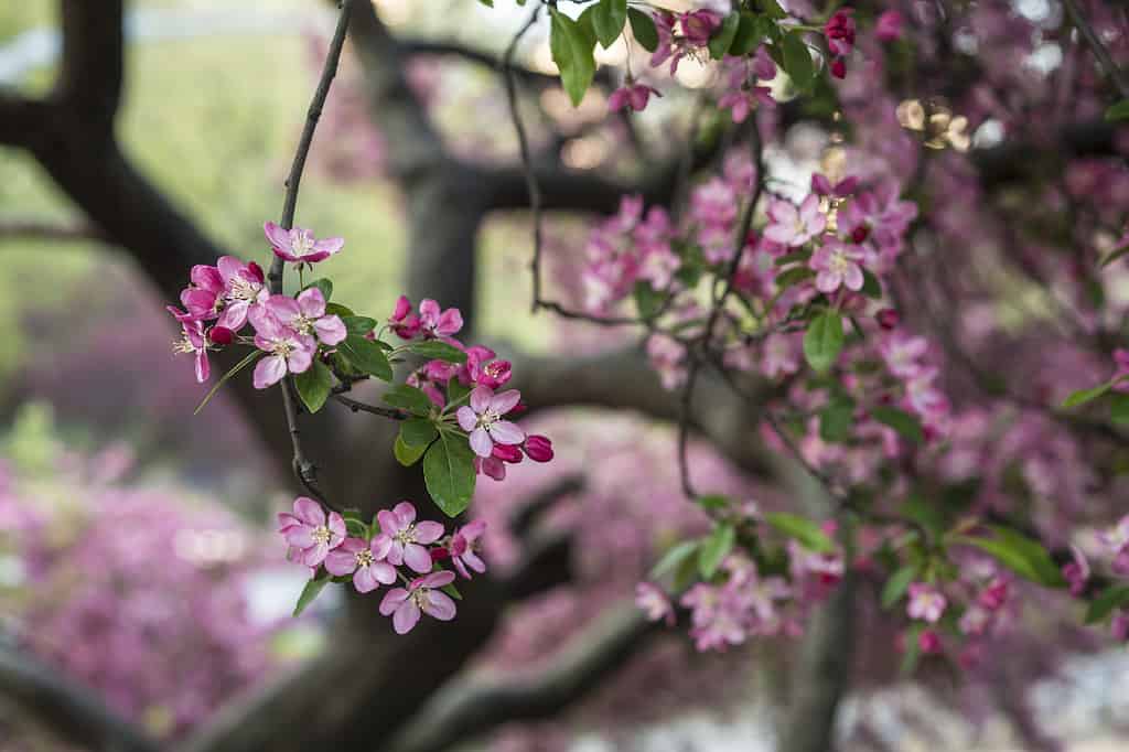 Central Park, New York City Malus 'Principe Viola'