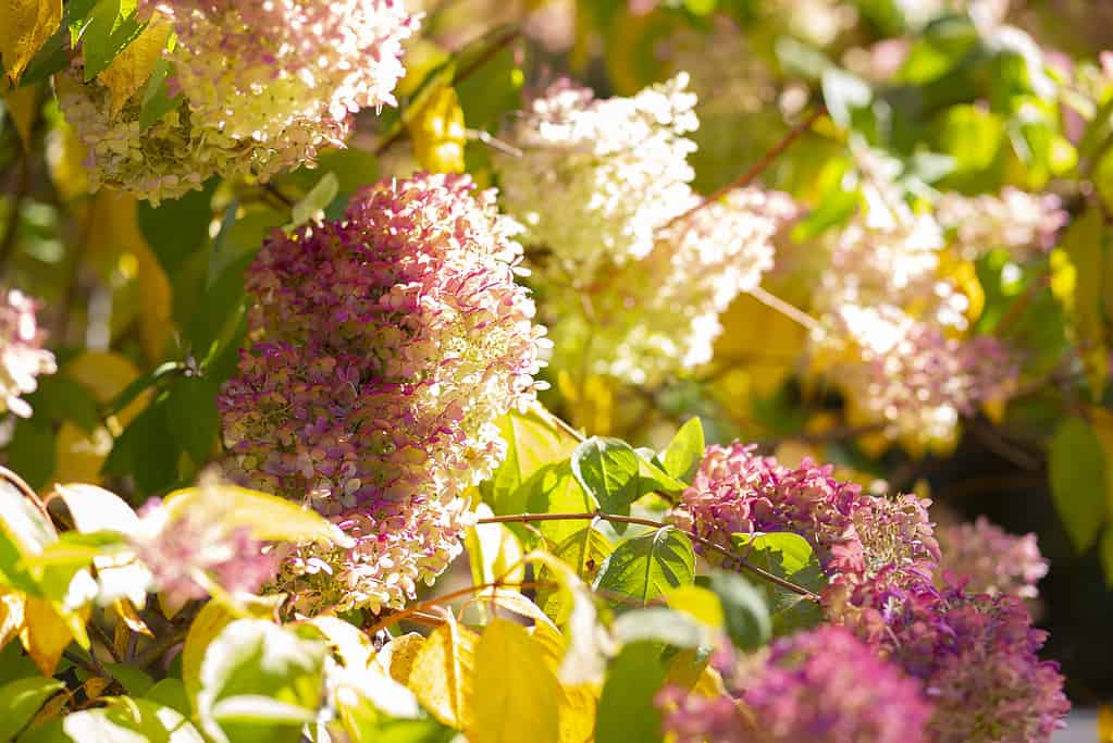 Ortensie della ribalta in autunno