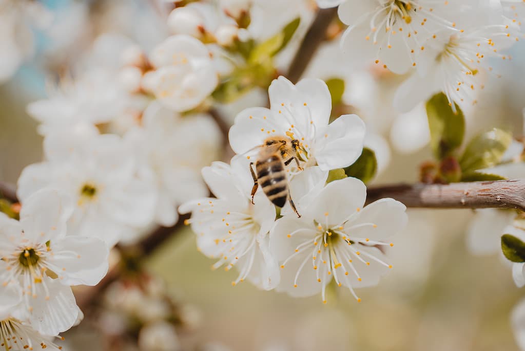 Primo piano del ramo fiorito del pero Callery con fiori bianchi e un'ape.