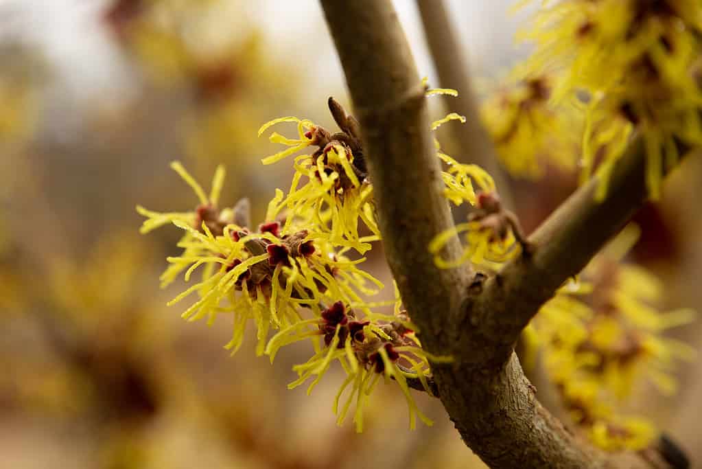 Primo piano dei fiori di amamelide su un ramo (Hamamelis Japonica)