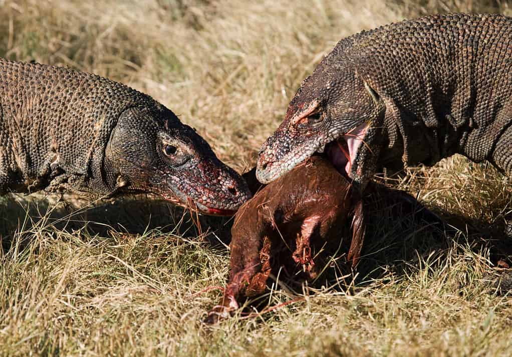 I draghi di Komodo mangiano la loro preda.  Indonesia.  Parco Nazionale di Komodo.  Un'eccellente illustrazione.