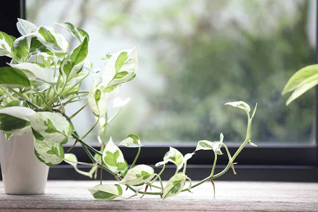 Un primo piano delle foglie di una pianta di perle variegate in vaso e di pothos di giada.