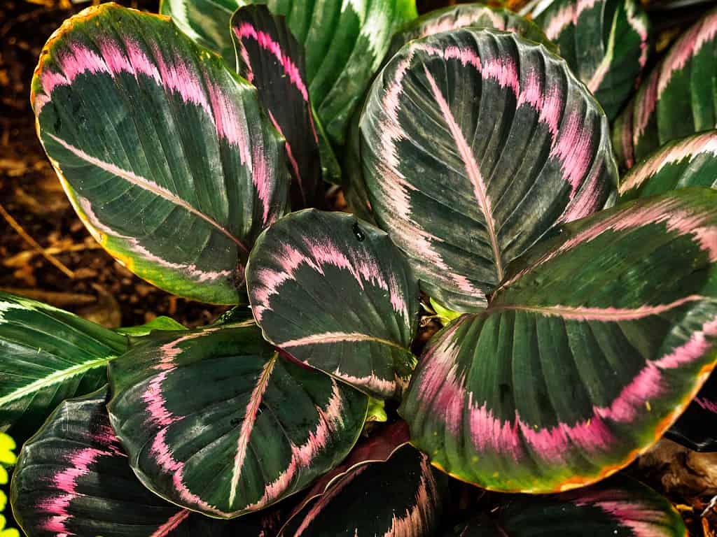 Calathea roseopicta 