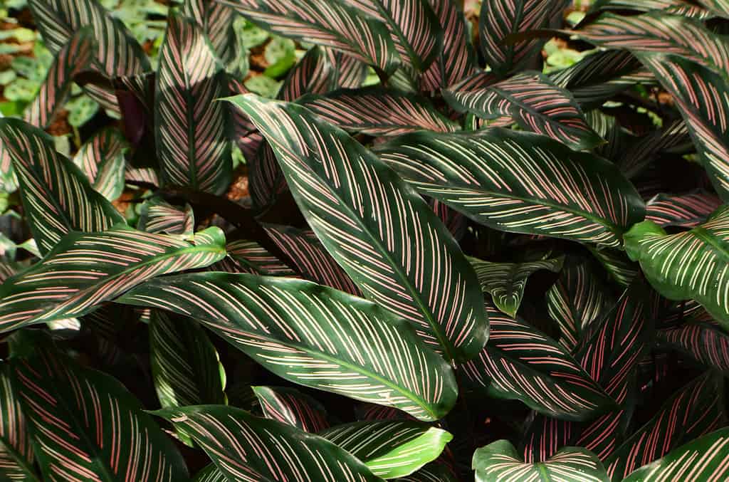 calathea ornata