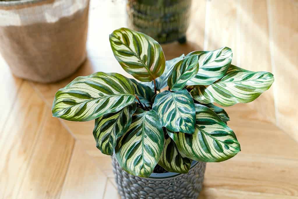 Calathea makoyana (conosciuta come calathea del pavone, la pianta del pavone, pianta di preghiera) in vaso di fiori.  Piante d'appartamento verdi