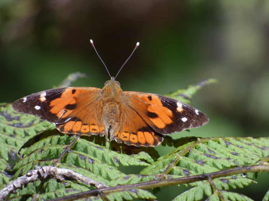 Kamehameha Farfalla Vanessa tameamea