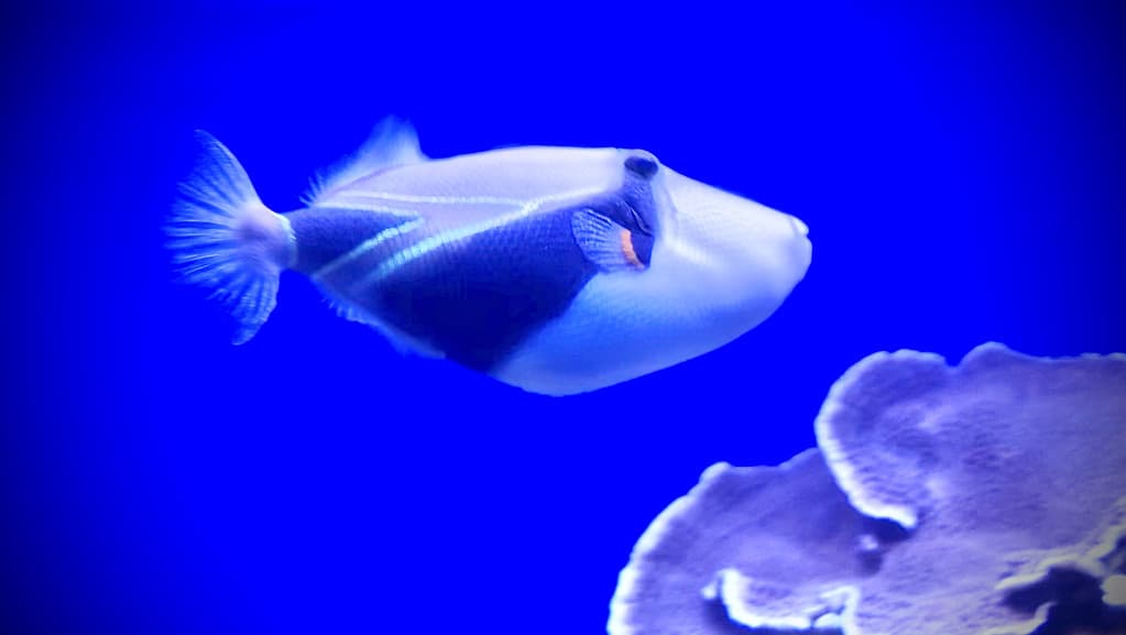 pesce balestra rettangolare / pesce balestra a coda di cuneo / humuhumunukunukuāpua`a / rhinecanthus rectangulus