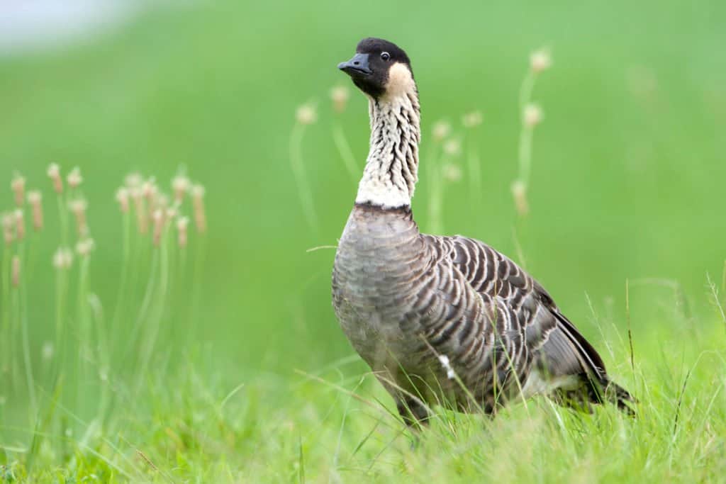 Nene (oca hawaiana) In piedi nell'erba