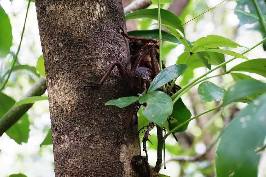 Animale nativo della Nuova Zelanda - Wētā gigante - wētāpunga - Deinacrida heteracantha