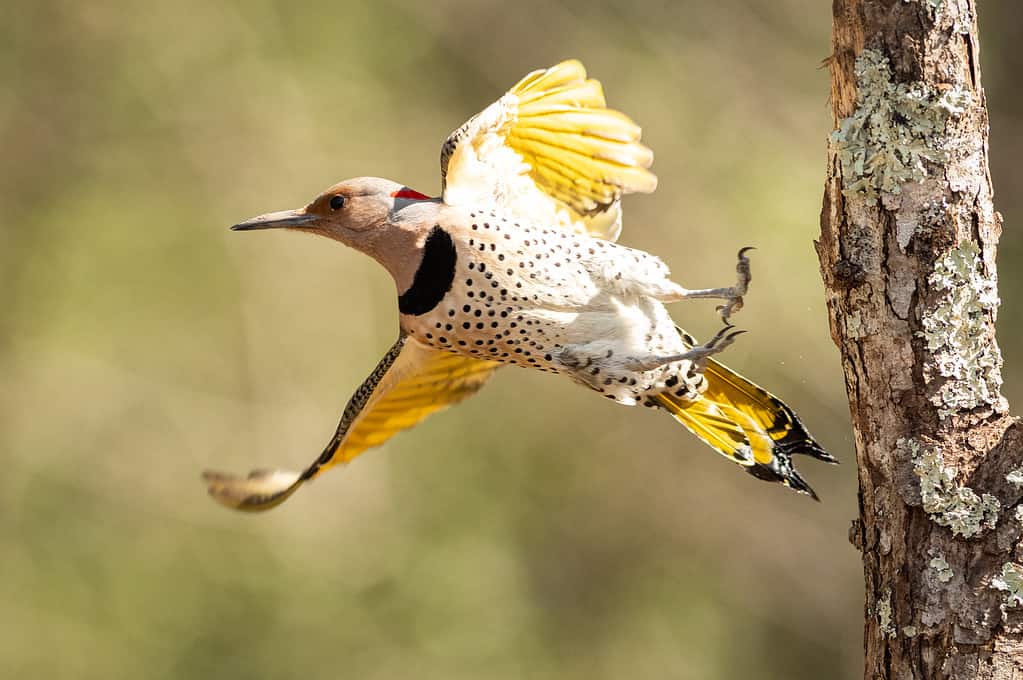 Una femmina di Northern Flicker prende il volo, da un albero a una mangiatoia.