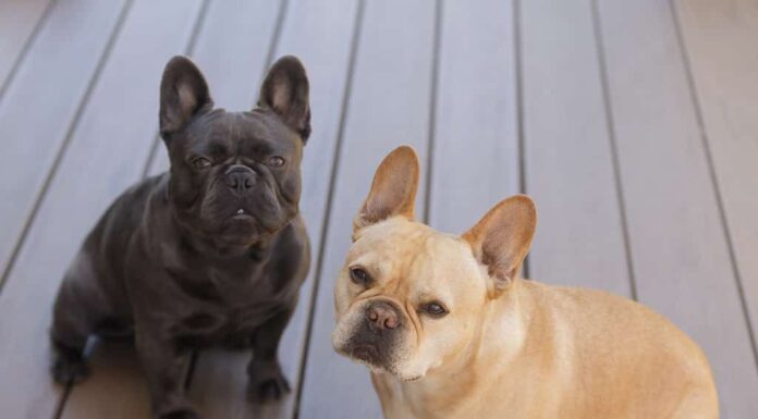 Rossi abbronzati e blu Isabella Frenchies che guardano in su