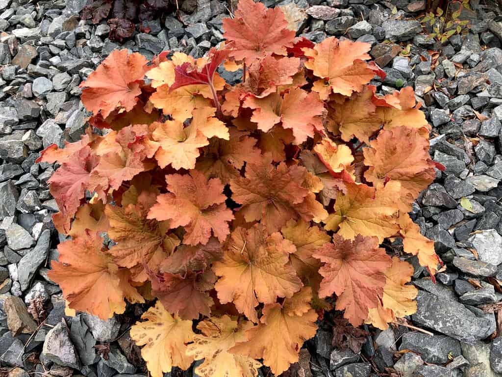 Heuchera caramello colorato nel giardino primaverile