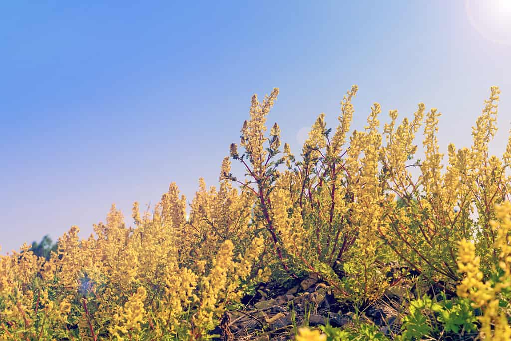 Bellissimi fiori di fumo dorati in fiore (corydalis aurea) in una luminosa giornata di sole con tono vintage.
