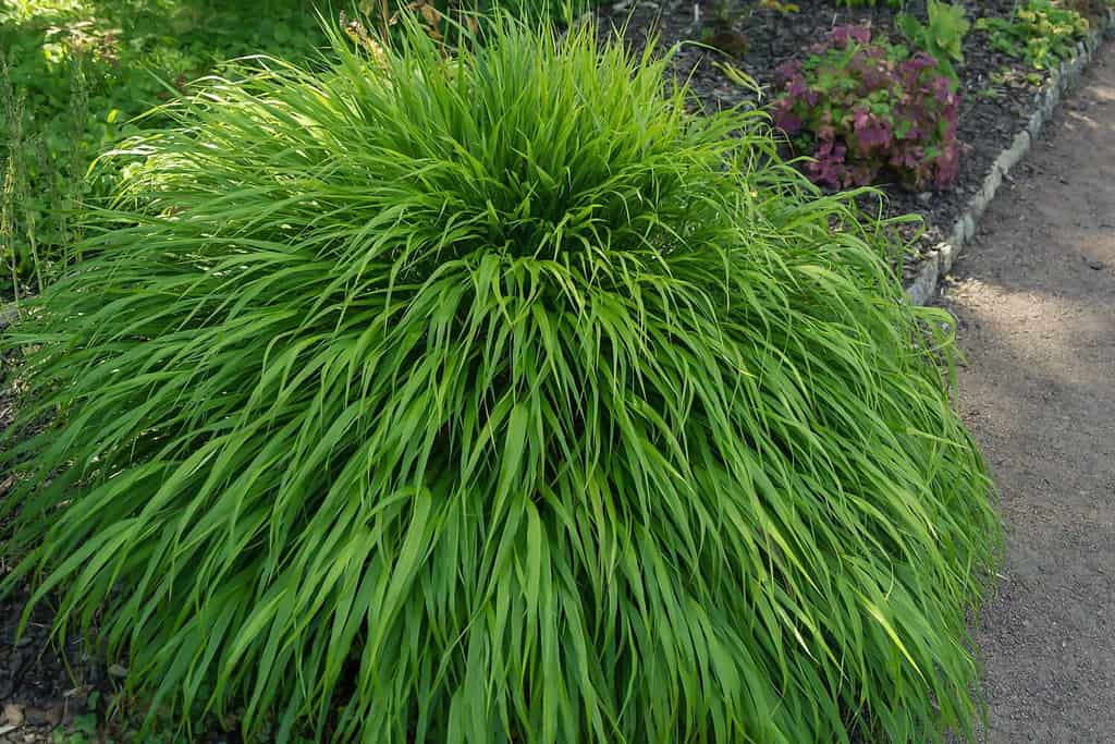 Hakonechloa macra, un cereale decorativo culturale in un giardino coltivato