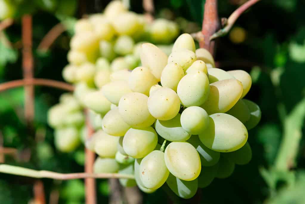 grappoli d'uva di zucchero filato