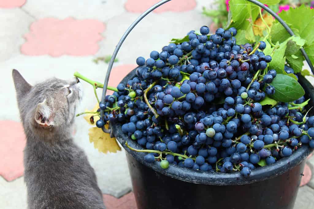 Gatto e uva blu