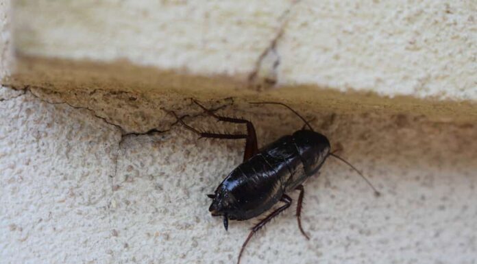 Quattro specie di scarafaggi sono responsabili della maggior parte delle infestazioni nelle case americane.