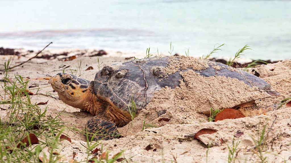 La tartaruga marina depone le uova sulla spiaggia