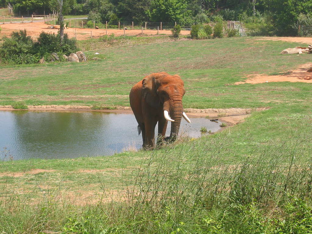 Elefante allo zoo della Carolina del Nord ad Asheboro