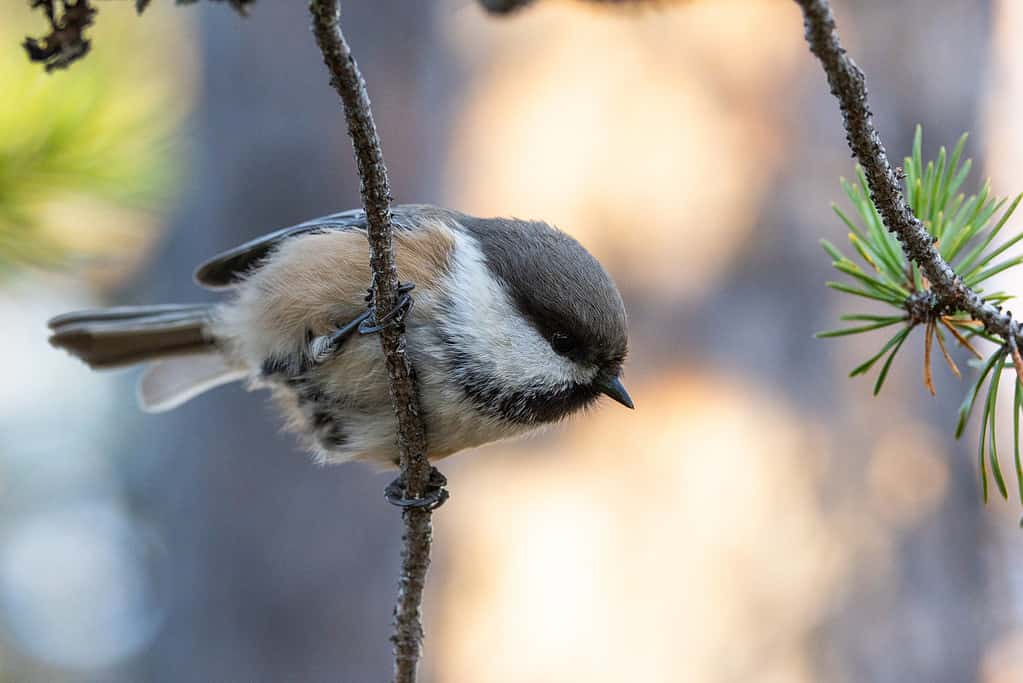 Una piccola e curiosa cincia siberiana passeriforme appollaiata su un piccolo ramoscello in una vecchia foresta di pini nel Parco Nazionale di Urho Kekkonen, Finlandia