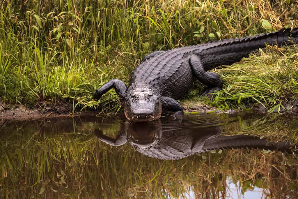 Grande e minaccioso alligatore americano Alligator mississippiensis nella zona umida e palude del Myakka River State Park a Sarasota, Florida, Stati Uniti