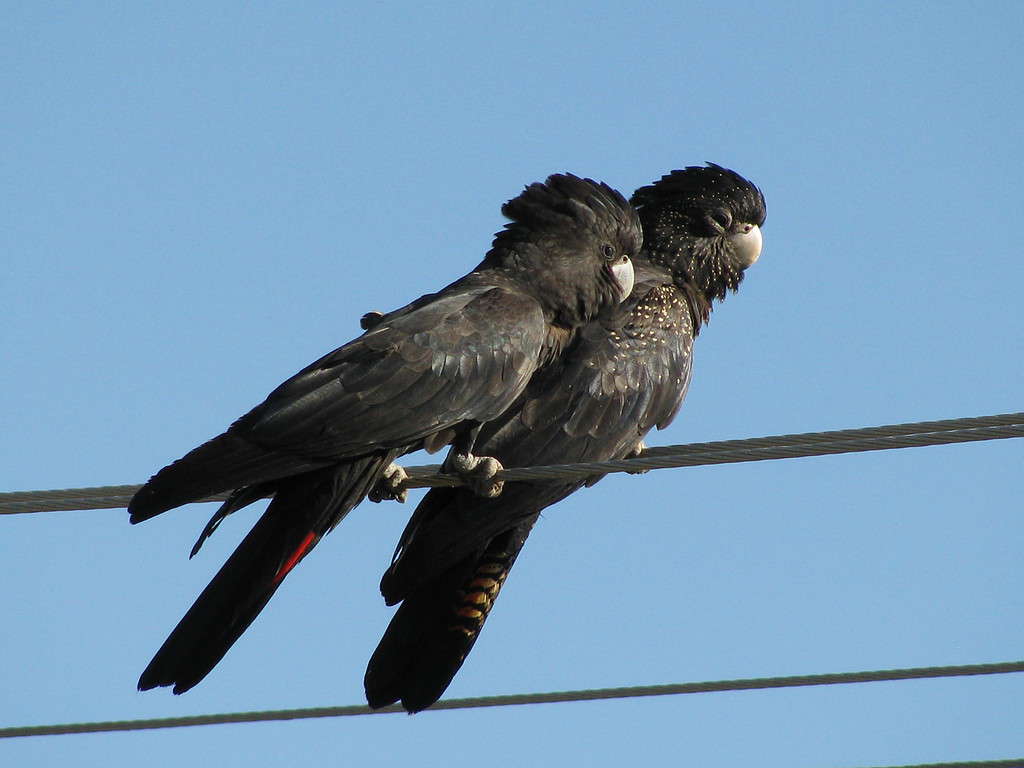   Una coppia di Cacatua neri dalla coda rossa (noti anche come Cacatua nera di Banks o Cacatua nera di Bank) appollaiati su un filo.  Maschio a sinistra e femmina a destra.