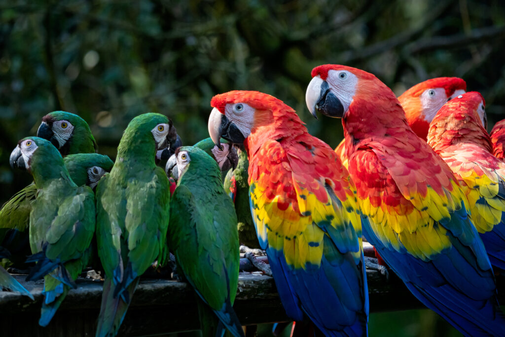 Gruppo di pappagalli Ara, pappagallo rosso Scarlet Macaw, Ara macao e ara militare (ara militaris)