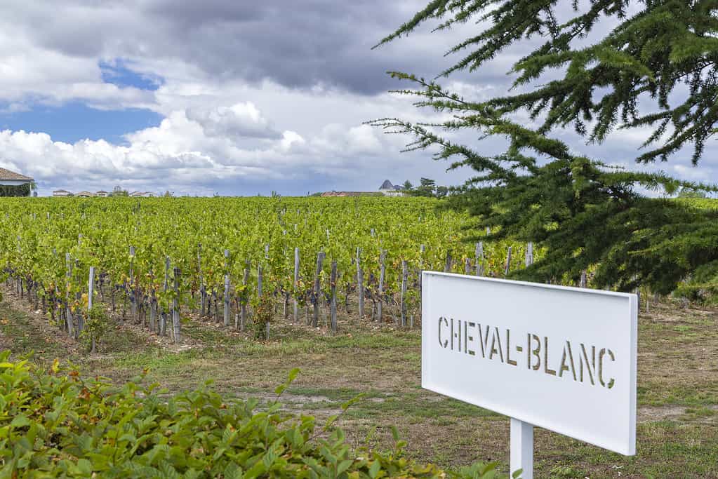 Vigneti tipici (1er Grand Cru Classe A) vicino a Chateau Cheval Blanc, Saint-Emilion, Aquitania, Francia