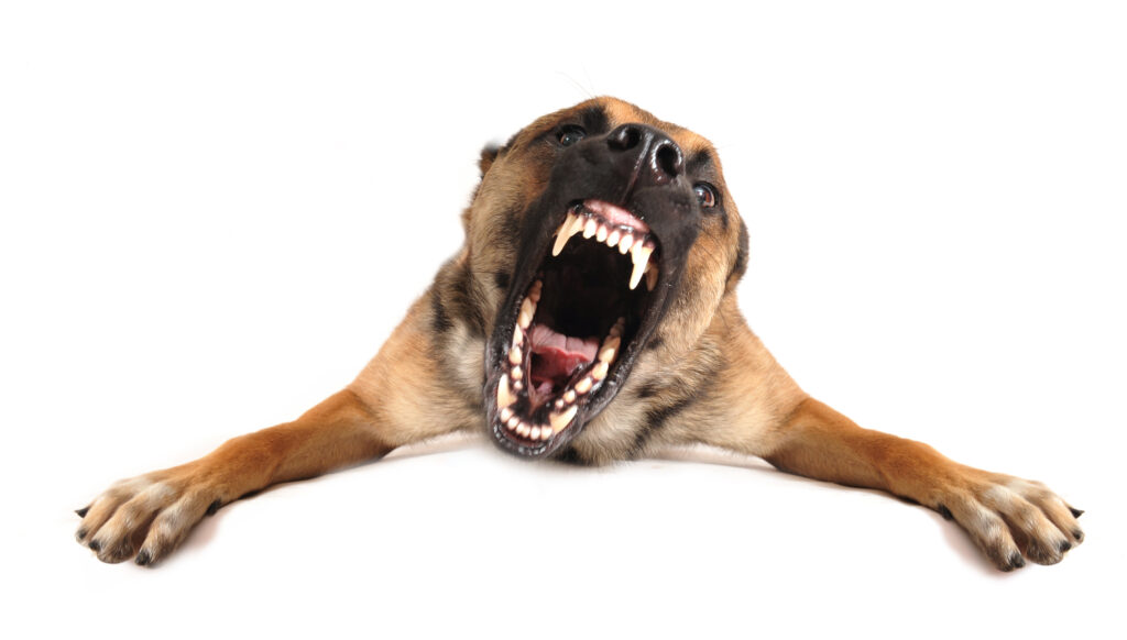 Una foto di un cane arrabbiato che abbaia