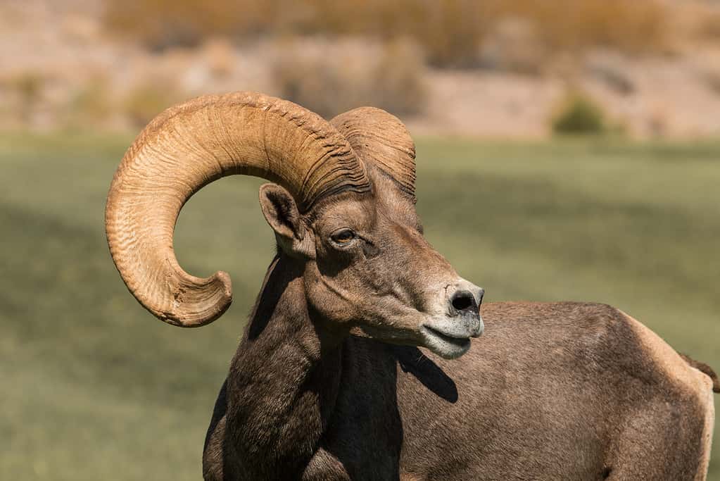 Ariete delle pecore Bighorn del deserto